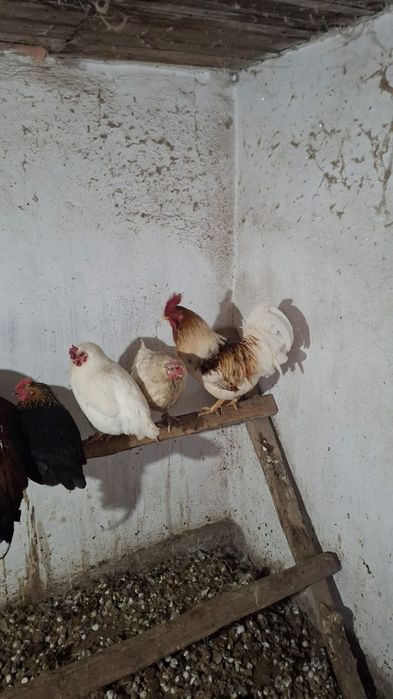 Продается петух 7