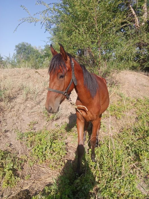 Продам жеребёнок (1,6 год)