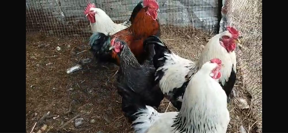 Продам инкубационные яйца