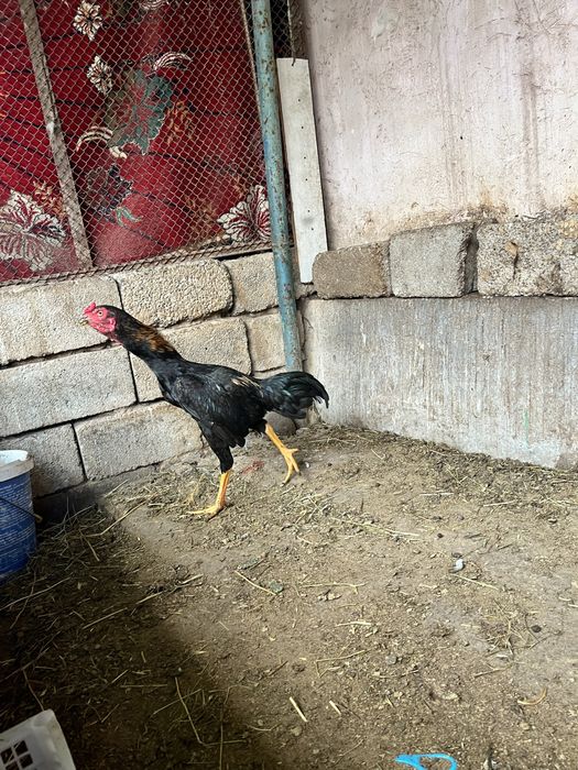 дакан шөже қораз