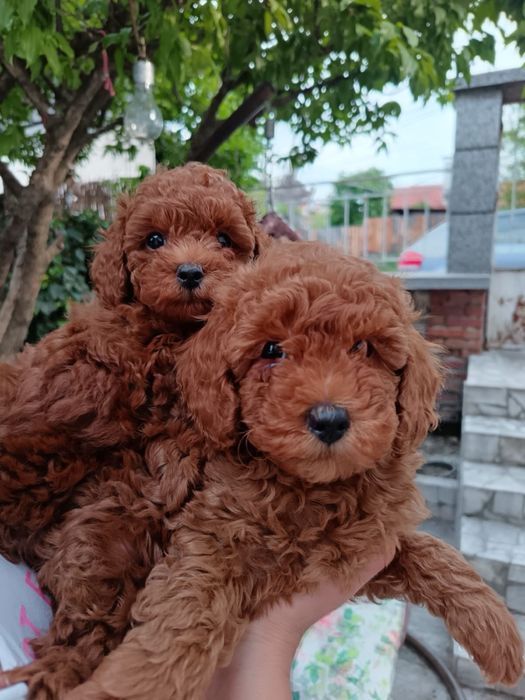 Пудел той/poodle