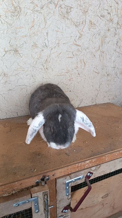 Ф Баран ла сотилади