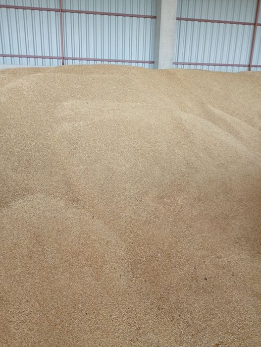 Orzoaica ,grâu,triticale și ovaz