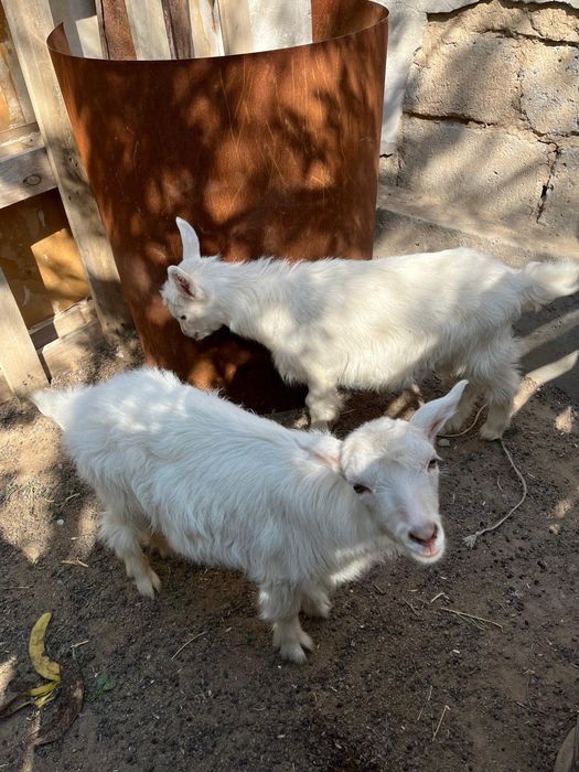 Орыс ешкі сатылады