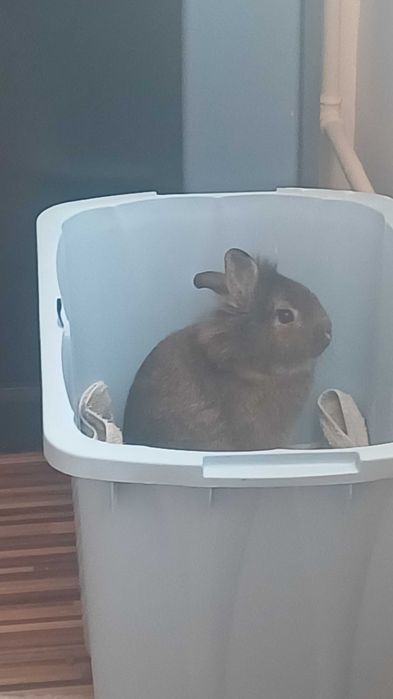 Iepu,re pitic  varsta 5 luni