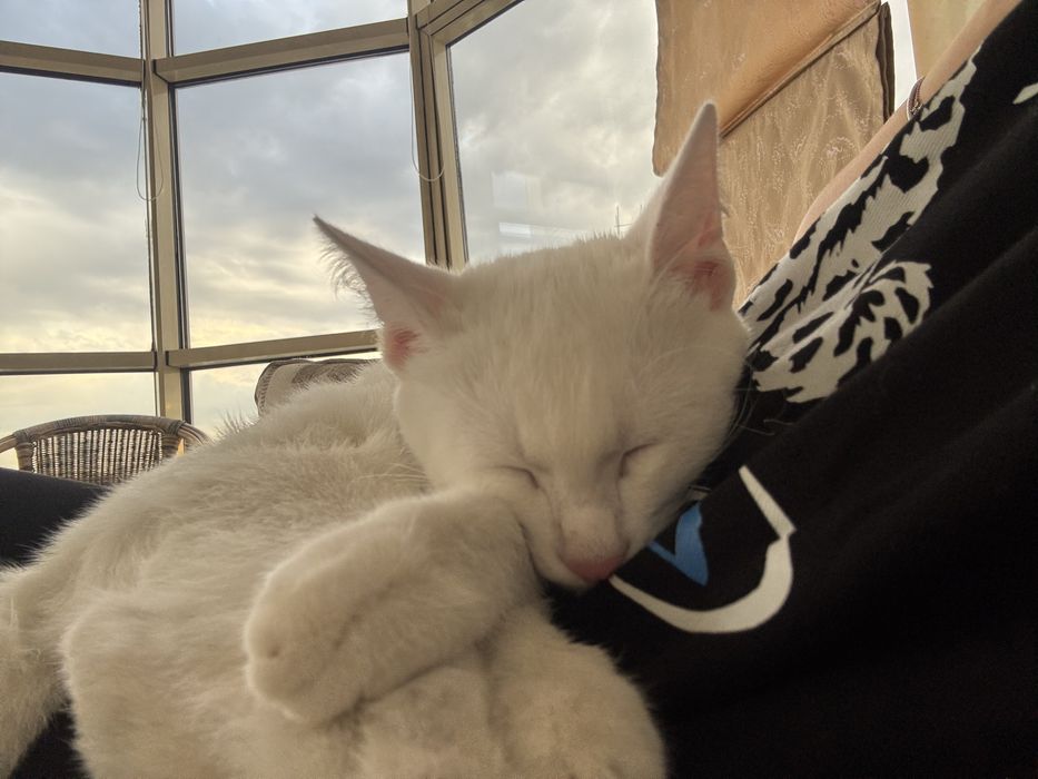 Отдам котенка красивого