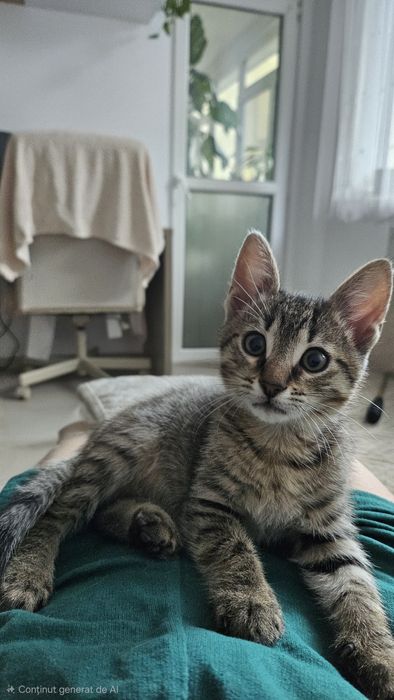 Adoptie pui pisica baietel