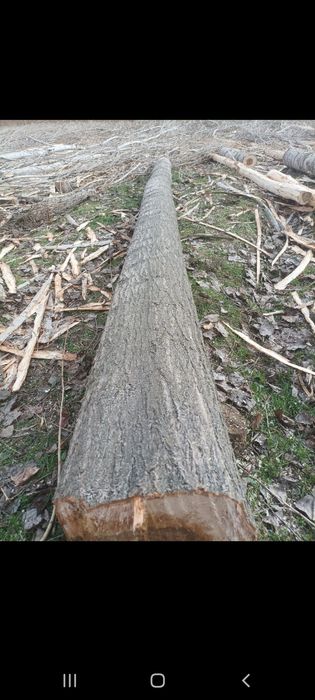 Terak g‘o‘la sotiladi