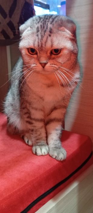 Шотландская вислоухая