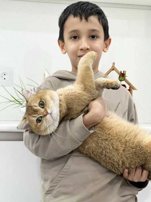 Приглашаем  на вязку. Британская золотая шиншилла