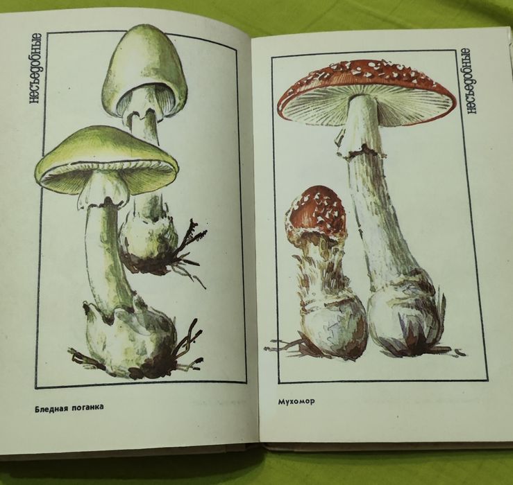 Книга о грибах Казахстана.