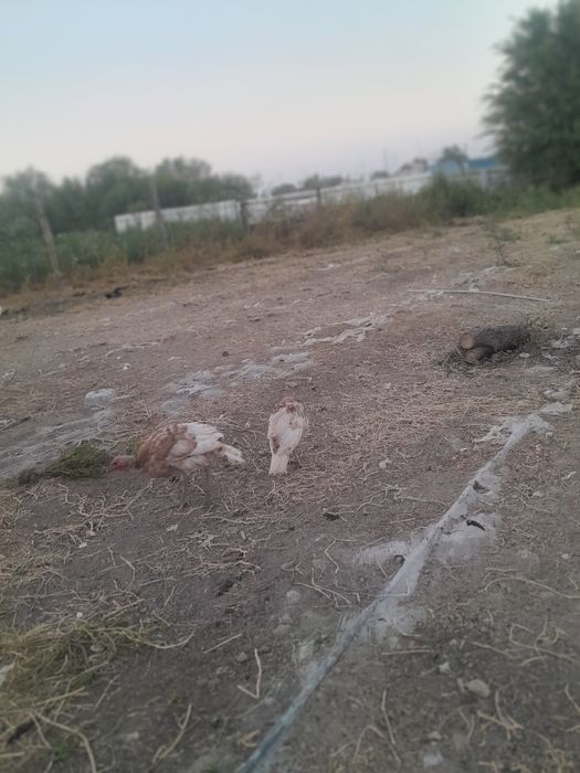 Продам индюков продам