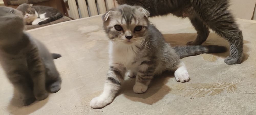 Шотландские котятя