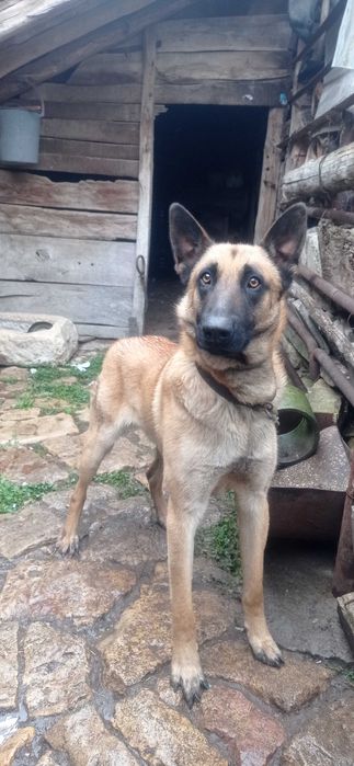 Белгийска овчарка малинуа