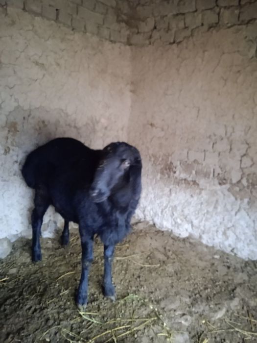 Кучкорлар сотилади