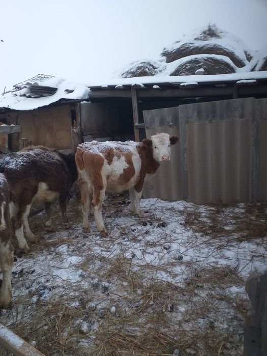 Продам телачку 300000торг есть срочно