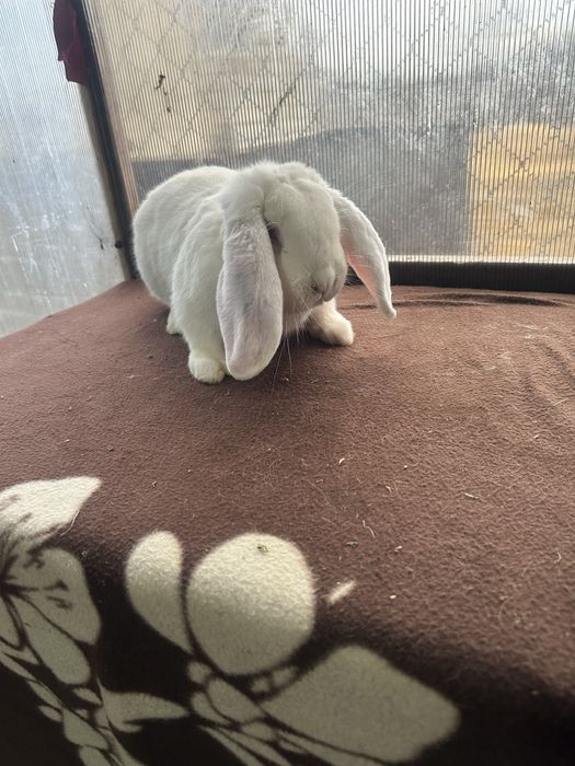 Iepuri berbec german