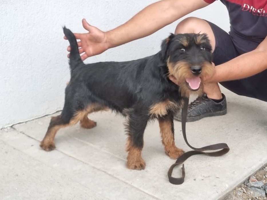 Vand femela de jagdterrier