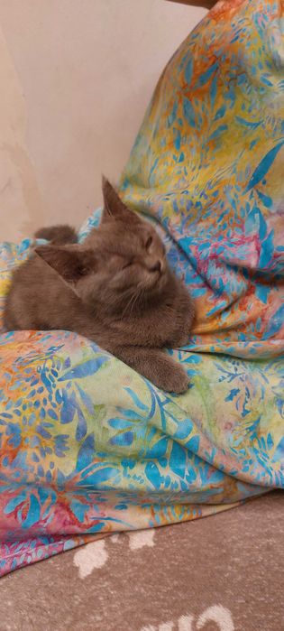 Отдам котёнка в добрые руки