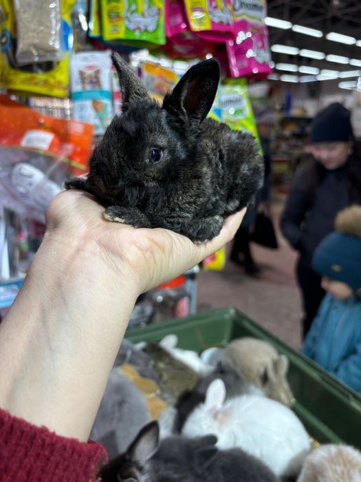 Декоративные кролики новое поступление