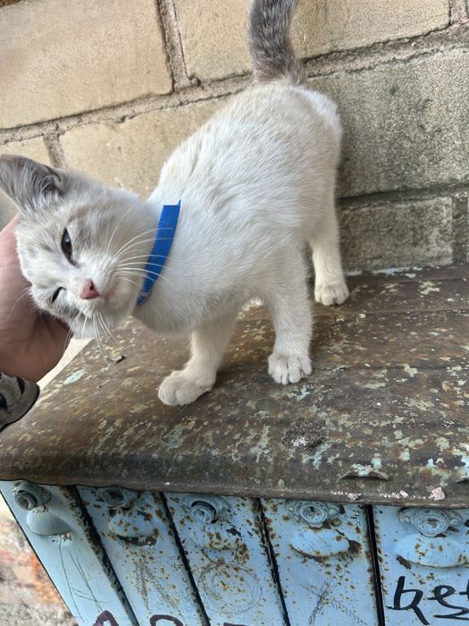 Возьмите кошечку, возможно потеряшка