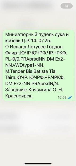 Щенок пуделя миниатюрный