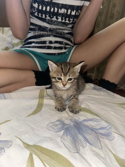 Отдам котят в хорошие руки