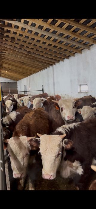 Ақ бас бык белоголовый