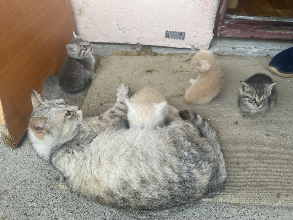 Котята в добрые руки