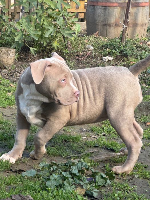 Американско Були хл