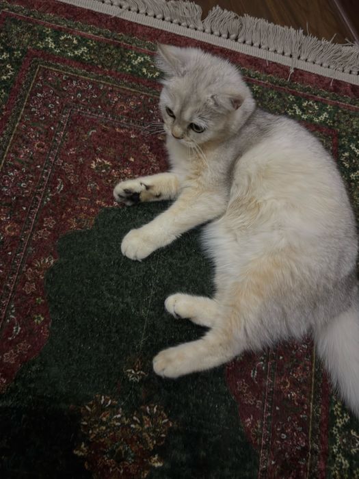 Отдам своего кота в хорошие руки