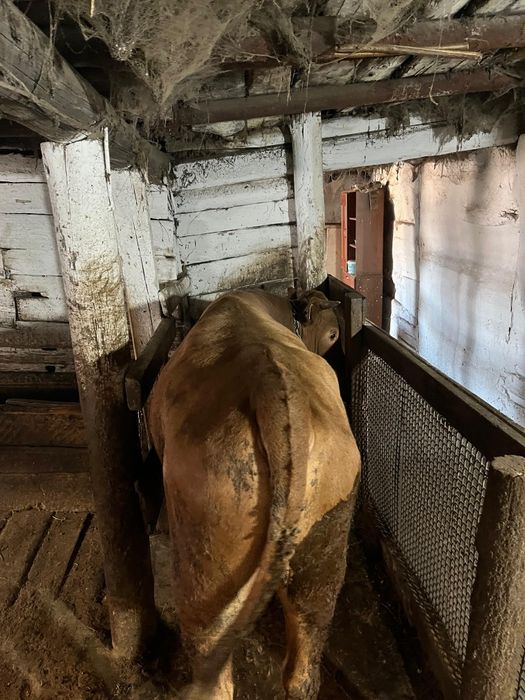 КРС на мясо на откорме