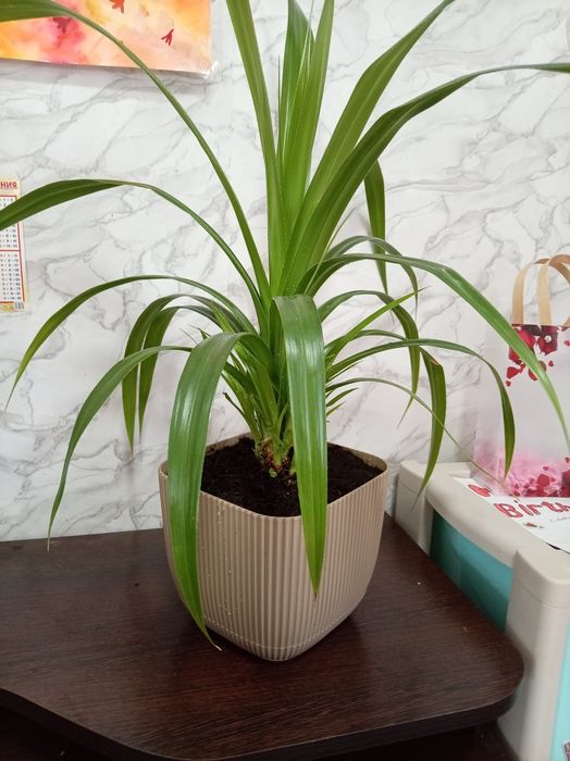 Продам цветы дом