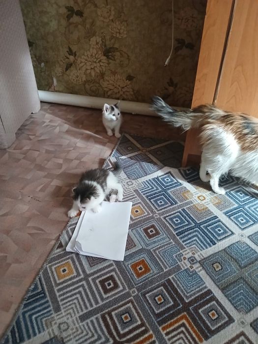 Отдам котят в добрые руки