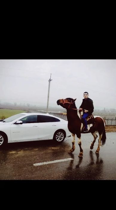 Malibu 2 turbo sotiladi rangi oq