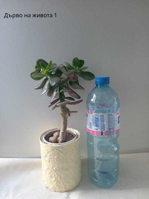 Дърво на живота 20 лв.