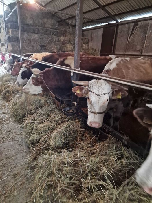 Vaci de vanzare baltate romanesti!