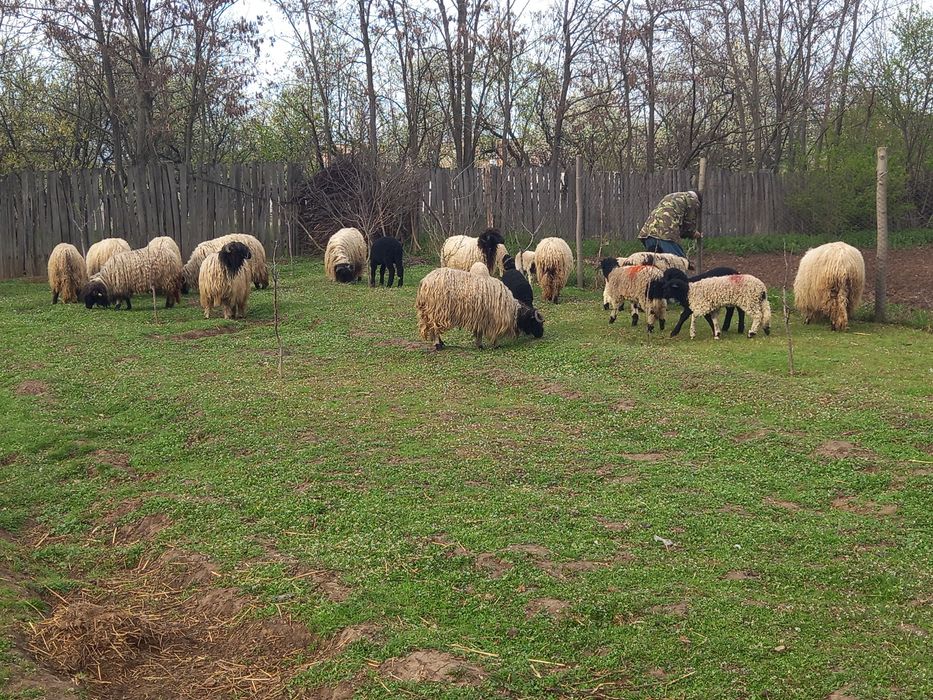 Oi frumoase de vinzare