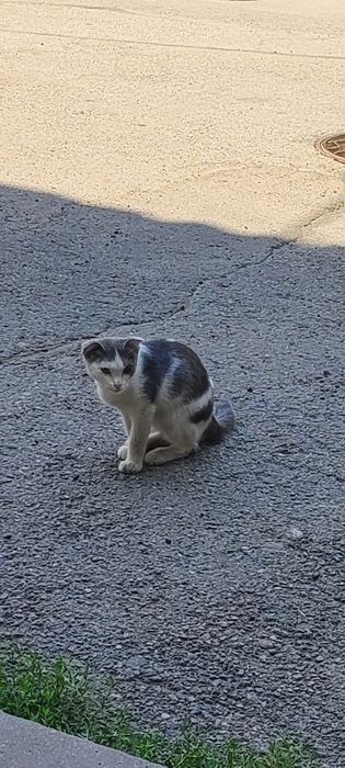 Отдам котика в добрые руки
