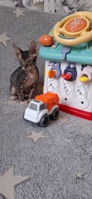 Котятки Донские Сфинксы.