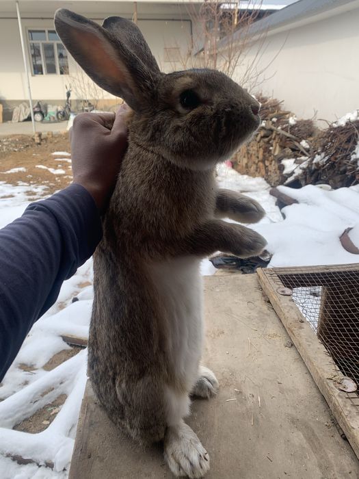 Quyon erkak flandr  кролик самец фландер     Қуйон эркак фландр
