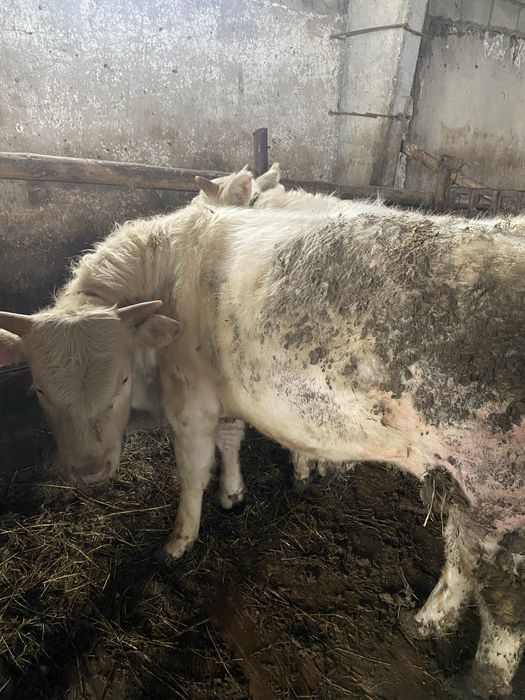 Бычки аулекольской проды