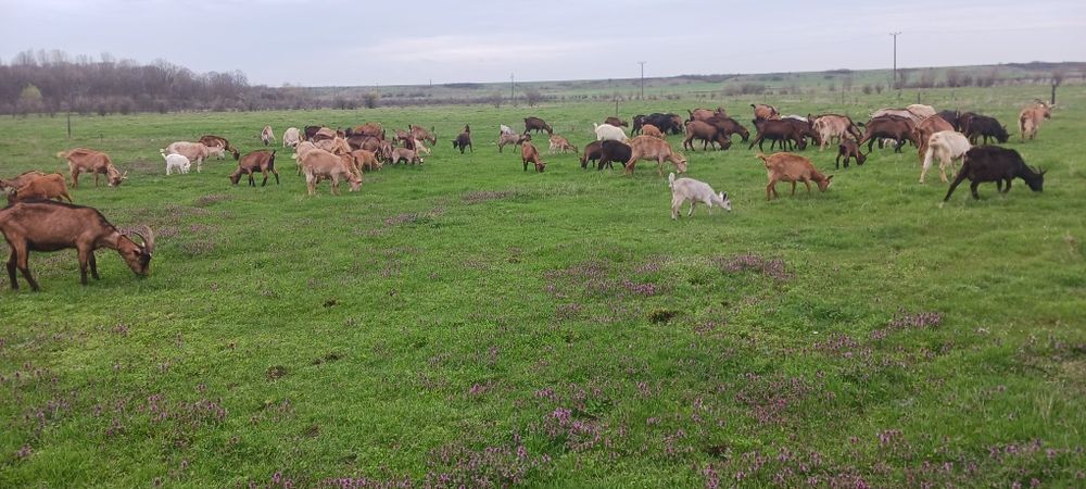 Iezi si iede de vanzare