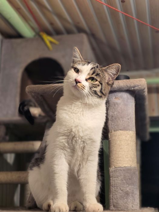 Кошка1,5г котят не будет