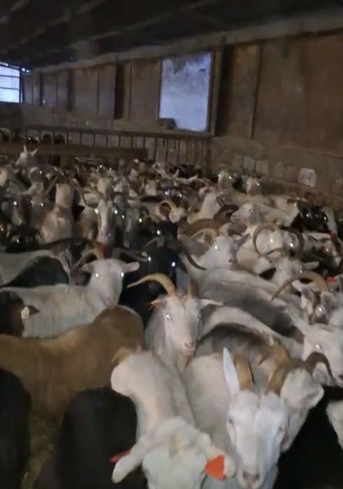 Capre de vanzare carpatine . Mai multe detalii la telefon