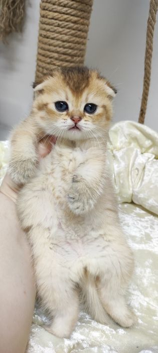 висЛоуХие ШотЛанДскиЕ КотЯтА..
