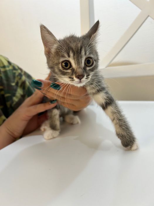 Отдам котят любящим хозяевам