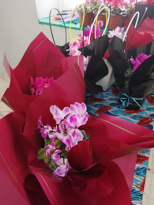 Цикламин розы расспродажа