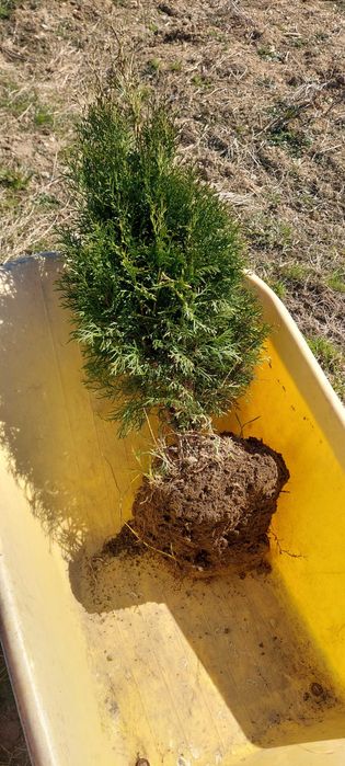 Tuya smarald,diferite înălțimi