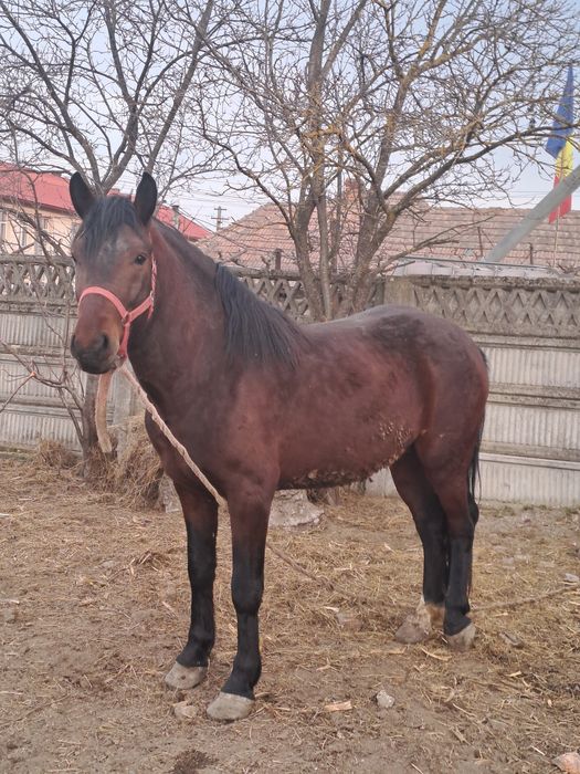Vând armăsar  de 3 ani